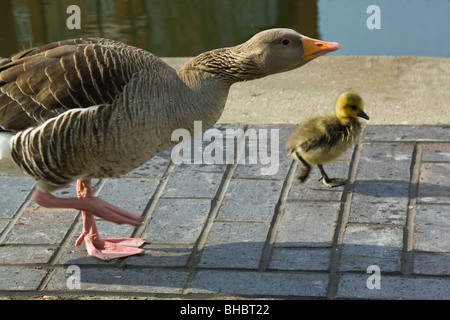 Arrabbiato madre d'oca con gosling nel Victoria Park, Hackney, Londra 2009. Foto Stock