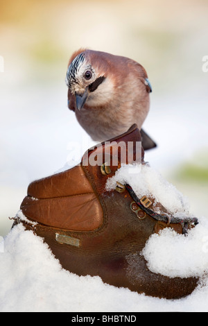 Jay; Garrulus glansarius; nella neve sul vecchio boot Foto Stock