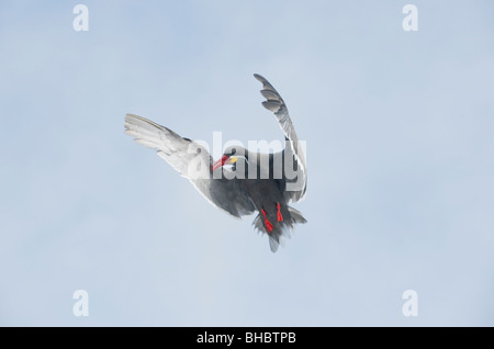 Inca Tern (Larosterna inca) in volo, Pucusana, Perù Foto Stock