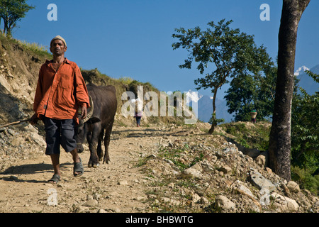 Un nepalese uomo cammina il suo bufalo d'acqua lungo una strada - CIRCA IL MANASLU TREK, NEPAL Foto Stock