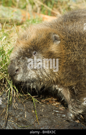 Castoro europeo (Castor fiber). Lo scavo. Foto Stock