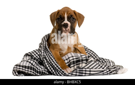 Boxer cucciolo avvolto in una coperta, 2 mesi di età, di fronte a uno sfondo bianco Foto Stock