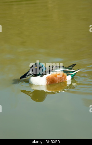 Mestolone (Anas clypeata). Drake in allevamento piumaggio, nuoto. Foto Stock