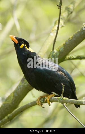 Hill Mynah (Gracula religiosa). Foto Stock