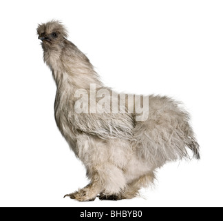 Grigio Silkie hen, 1 anno di età, in piedi di fronte a uno sfondo bianco Foto Stock