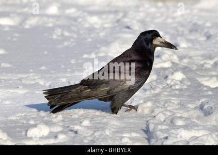 Rook; Corvus frugilegus; nella neve Foto Stock