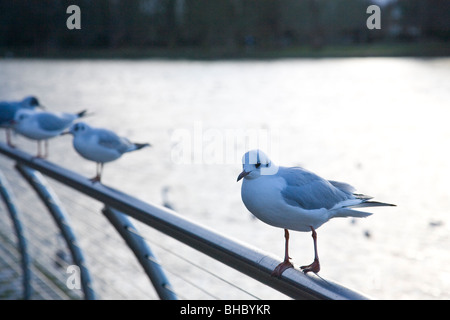 Una fila di black-guidato i gabbiani (Larus ridibundus) in inverno piumaggio sulle ringhiere dal fiume Tamigi, Kingston, Surrey, Inghilterra. Foto Stock