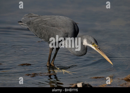 Western reef garzetta la pesca Foto Stock