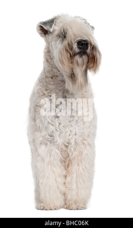 Da un morbido rivestimento Wheaten Terrier, 1 anno di età, in piedi di fronte a uno sfondo bianco Foto Stock