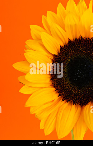 Close up di fiori di girasole su sfondo arancione Foto Stock