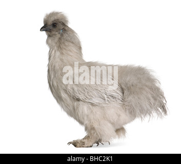 Grigio Silkie hen, 1 anno di età, in piedi di fronte a uno sfondo bianco Foto Stock