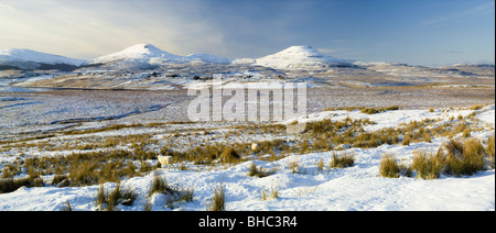 McLeod le tabelle dal sud, Isola di Skye, al di sopra di un crofting township e pecore al pascolo su un moor. Foto Stock