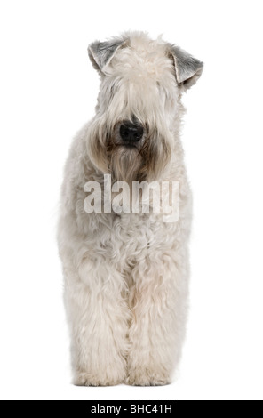 Da un morbido rivestimento Wheaten Terrier, 1 anno di età, in piedi di fronte a uno sfondo bianco Foto Stock