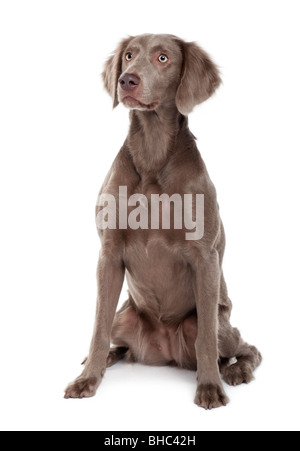 Con i capelli lunghi Weimaraner, 2 anni, seduto di fronte a uno sfondo bianco Foto Stock