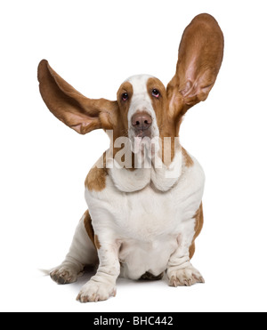 Basset Hound con orecchie, 2 anni, seduto di fronte a uno sfondo bianco Foto Stock