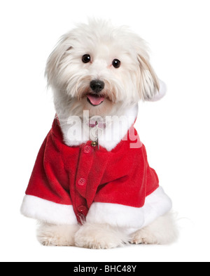 Coton de tulear cane in Santa outfit, 1 anno di età, seduto di fronte a uno sfondo bianco Foto Stock