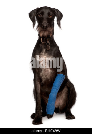 Lurcher cane con cast sulla gamba, 3 anni, seduto di fronte a uno sfondo bianco Foto Stock