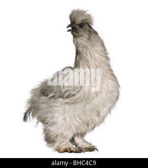 Grigio Silkie hen, 1 anno di età, in piedi di fronte a uno sfondo bianco Foto Stock