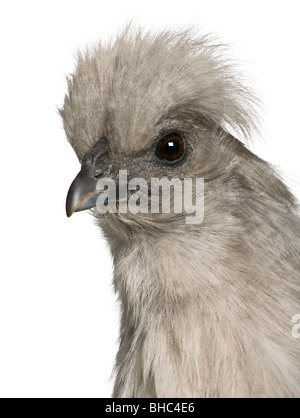 Grigio Silkie hen, 1 anno di età, in piedi di fronte a uno sfondo bianco Foto Stock