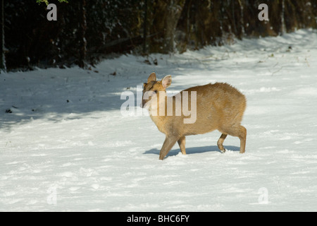 Muntjac Deer (Muntiacus reevesi). Maschio immaturi a piedi attraverso la neve. Norfolk. East Anglia. Regno Unito. Foto Stock