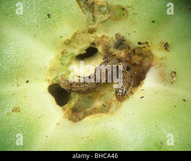Pomodoro (fruitworm Helicoverpa armigera) caterpillar in danneggiato i frutti di pomodoro, Portogallo Foto Stock