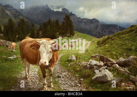 Le mucche al pascolo sul sentiero percorso - Schynige Platte - Oberland Bernese, la Svizzera centrale Foto Stock