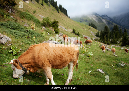 Le mucche al pascolo sul sentiero percorso - Schynige Platte - Oberland Bernese, la Svizzera centrale Foto Stock