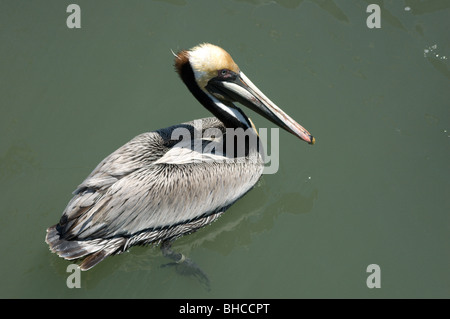 Brown pelican, Myrtle Beach, Carolina del Sud, STATI UNITI D'AMERICA Foto Stock