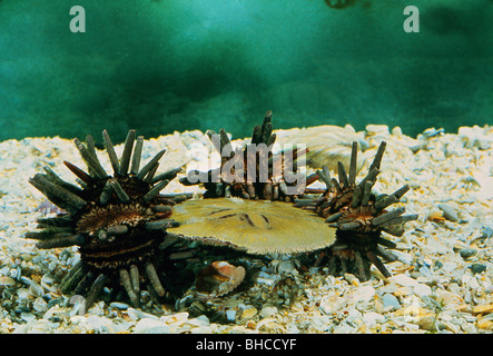 Eucidaris tribuloside, ardesia-matita ricci di mare mangiare il loro cugino, Encope michelini, Sand dollar. Foto Stock