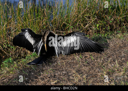 Un Anhinga bird in Everglades National Park, Stati Uniti d'America Foto Stock