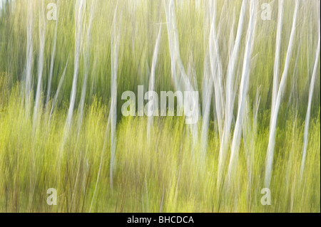 Bianco boschetto di betulle in primavera (movimento della telecamera), maggiore Sudbury, Ontario, Canada Foto Stock