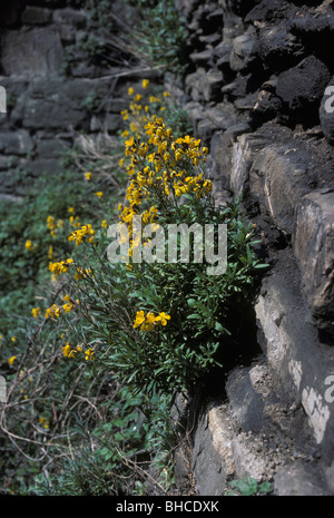 Violaciocca CHEIRANTHUS CHEIRI naturalizzato su un vecchio muro REGNO UNITO Foto Stock