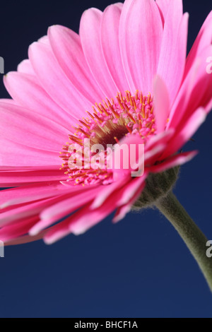 Primo piano di un bel fiore rosa Gerbera su sfondo blu Foto Stock
