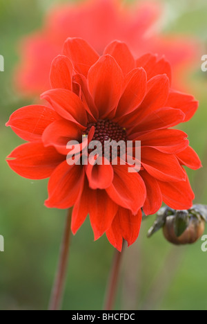 CLOSE-up ritratto di DAHLIA VESCOVO DI LLANDAFF Foto Stock