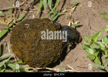 Dung beetle facendo rotolare una palla di sterco. Foto Stock