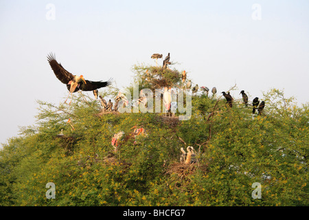 Dipinto di Cicogne, Parco Nazionale di Keoladeo, Rajasthan, India Foto Stock