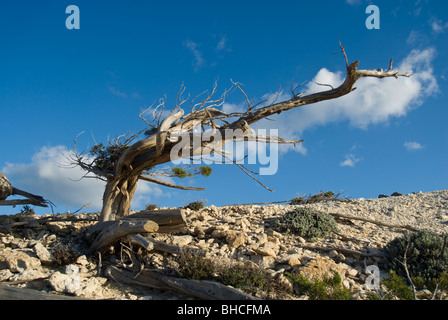 Ginepro Fenicio, Juniperus Phoenicea Foto Stock