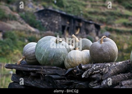 Nativo di squash su un tetto nel villaggio di BIHI - intorno il MANASLU TREK, NEPAL Foto Stock