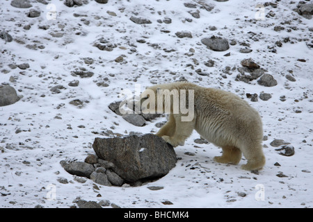 Orso polare Ursus maritimus yearling cub permanente sulla coperta di neve rocce con le sue zampe anteriori su una roccia Foto Stock