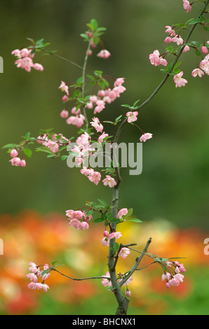 Crab Apple fiori Foto Stock