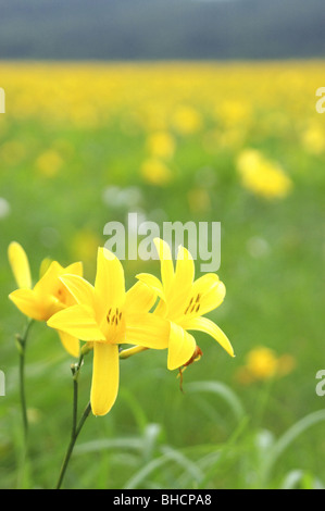 Daylilies Foto Stock