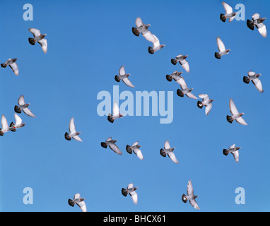 Stormo di piccioni volare nel cielo blu chiaro, Kushiro, Hokkaido, Giappone Foto Stock