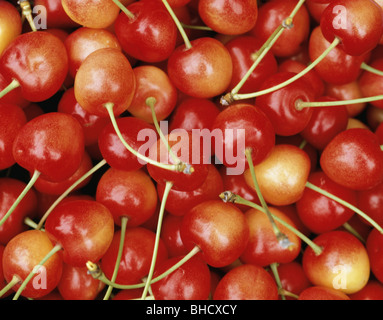 Le ciliegie di frame completo. Biei,, Giappone Foto Stock