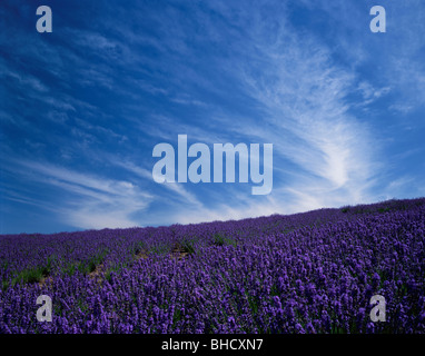 Immagine del campo di lavanda. Kamifurano, Hokkaido, Giappone Foto Stock