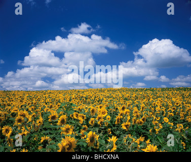 Campo di girasole. Biei-machi, Hokkaido, Giappone Foto Stock