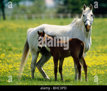 Mare e puledro in campo, Urakawa, Hokkaido, Giappone Foto Stock