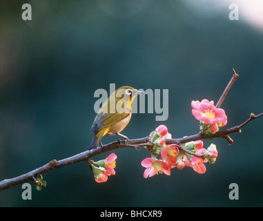 White-Eye giapponese arroccato su fioritura giapponese ramo di mela cotogna, Yokohama, nella prefettura di Kanagawa, Giappone Foto Stock