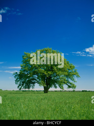 Albero di grandi dimensioni nel campo, Hokkaido, Giappone Foto Stock