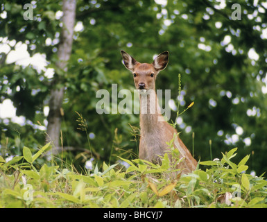 Femmina di Hokkaido cervi sika che spuntavano da piante, Tsurui, Hokkaido, Giappone Foto Stock