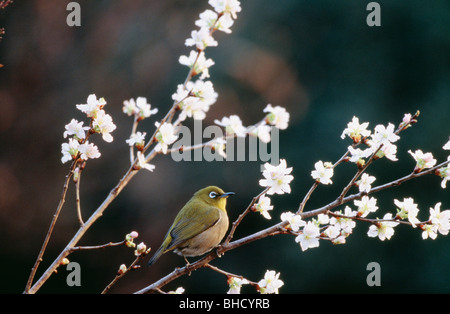 Giapponese bianco-eye appollaiato sulla fioritura ciliegio ramo, nella prefettura di Kanagawa, Giappone Foto Stock